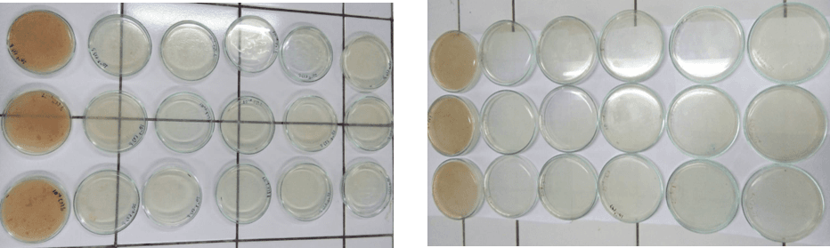 Figure 2. Microbial contamination test: Total Plate Number (left) and Yeast Mold Number (right).