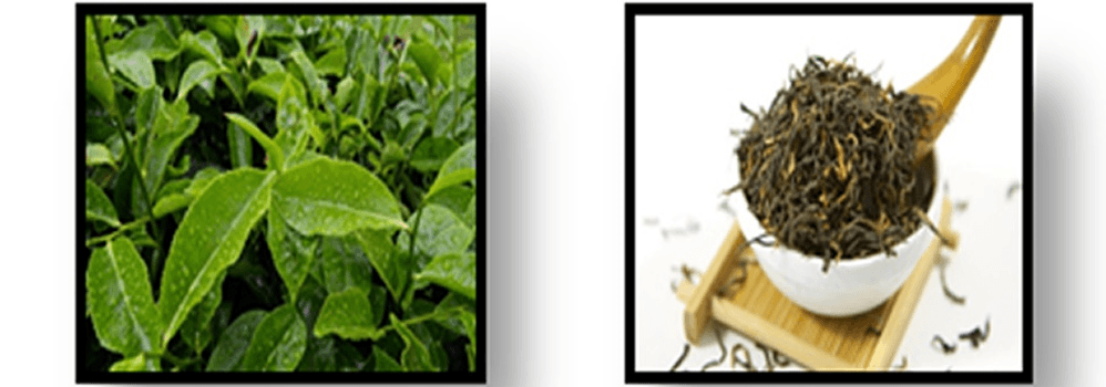 Figure 3. A picture of C. sinensis leaves.