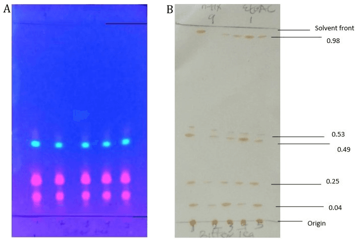 Figure 2. Chromatograms of Paxherbal Bitter Tea on silica gel GF254 with n-hexane:ethyl acetate (9:1) solvent system. Note: (A) viewed under ultraviolet light at 365 nm and (B) sprayed with 20% methanolic H2SO4 and viewed under visible light.