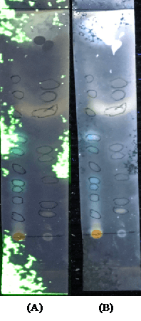 Figure 1. The thin layer chromatography under UV light 254 nm (A) and 366 nm (B).
