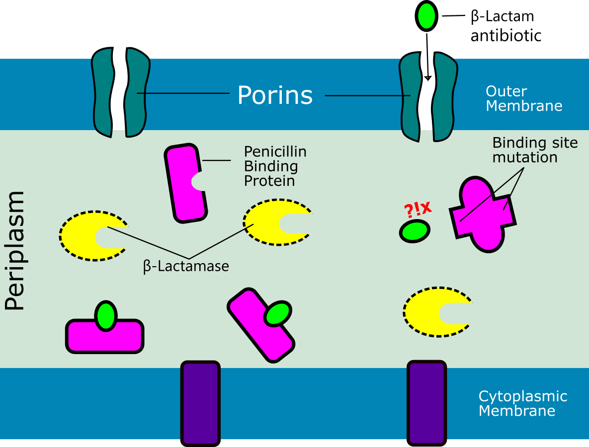 Figure 1. Mechanism of beta-lactam antibiotic resistance by mutation of penicillin-binding proteins (PBPs). This illustration was created inspired by the work of Gian MR. et al. (15).