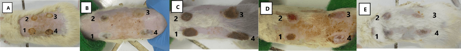 Figure 3. Scab formation in IIA-degree burns on rats in 14 days. Scab formation in the positive treatment group occurred on day 3, in the ALO-20 on days 4, ALO-30 in days 5, and in the negative control group, new scabs formed on day 6. (A) day 0, (B) day 1, (C) day 3, (D) day 7, (E) and day 14. (1) negative control (ointment base), (2) positive control (Betadine®), (3) ALO-20, (4) ALO-30.