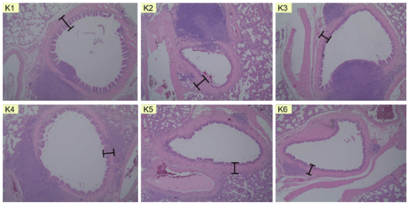 Figure 1. Microscopic depiction of bronchiolus epithelial thickness in (K1) normal group, (K2) negative control group, (K3) salbutamol group, (K4) 200 mg/kgBW dose group, (K5) 400 mg/kgBW dose group, and (K6) 800 mg/kgBW dose group.