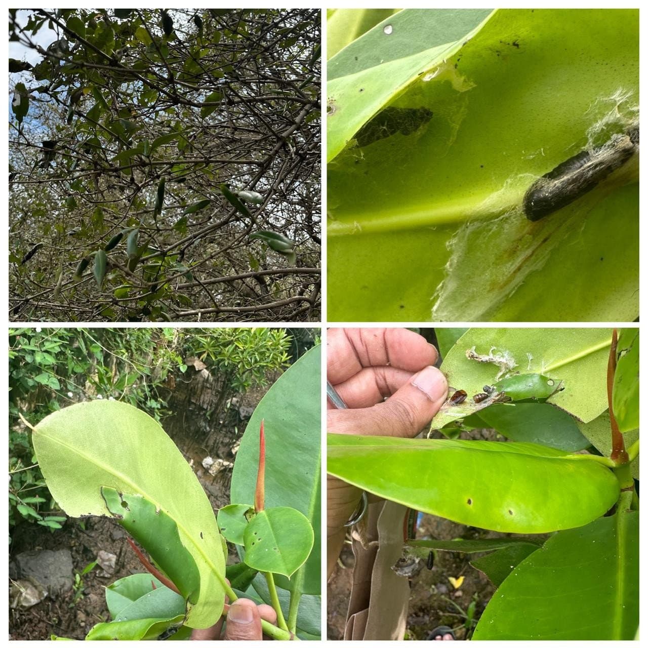 Figure 2. Infested leaves along with pupa of Hyblea peura.