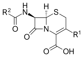 Figure 1. Basic structure of cephalosporin.