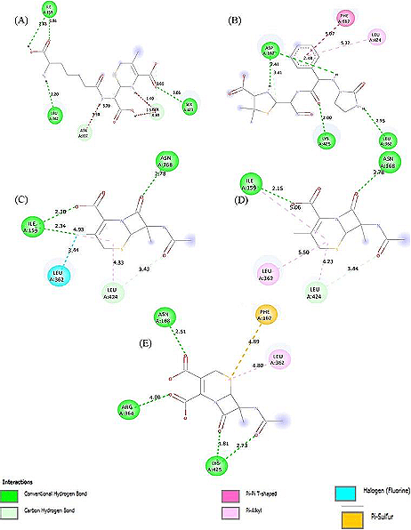 Figure 5. Visualization of 2D interaction of (A) cephalosporin, (B) native ligand, (C) compound 1, (D) compound 6, and (E) compound 12.