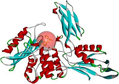 Figure 3. Chain A of the penicillin-binding protein with co-crystal ligand.