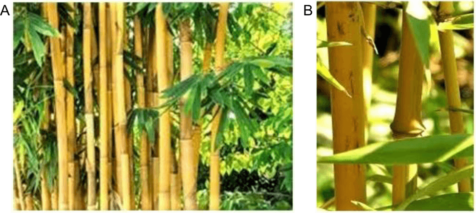 Figure 1. (A) Golden bamboo (B. vulgaris) and (B) close-up view of golden bamboo stems.