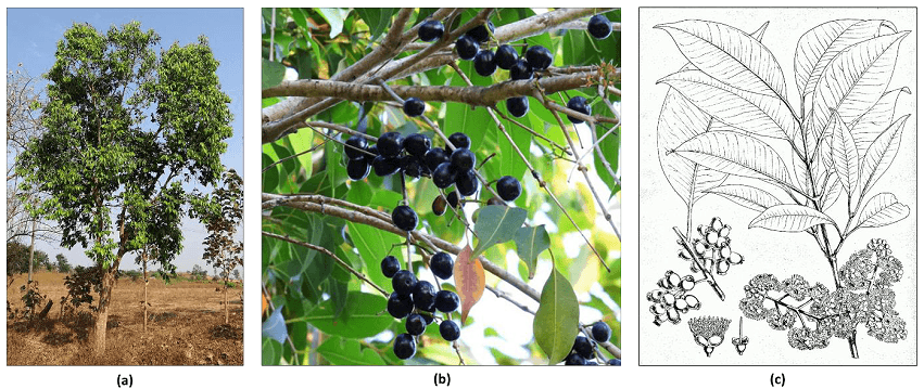 Figure 1. Images depicting an overview of S. cumini (L.) Skeels. Note: (a) Jamun trees, (b) Jamun fruits, (c) Parts of Jamun tree.