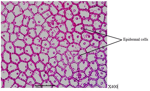 Figure 2. Adaxial (upper) surface of the leaf of P. nitida showing polygonally-shaped epidermal cells.