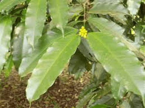 Figure 1. Picture of Picralima nitida leaves.