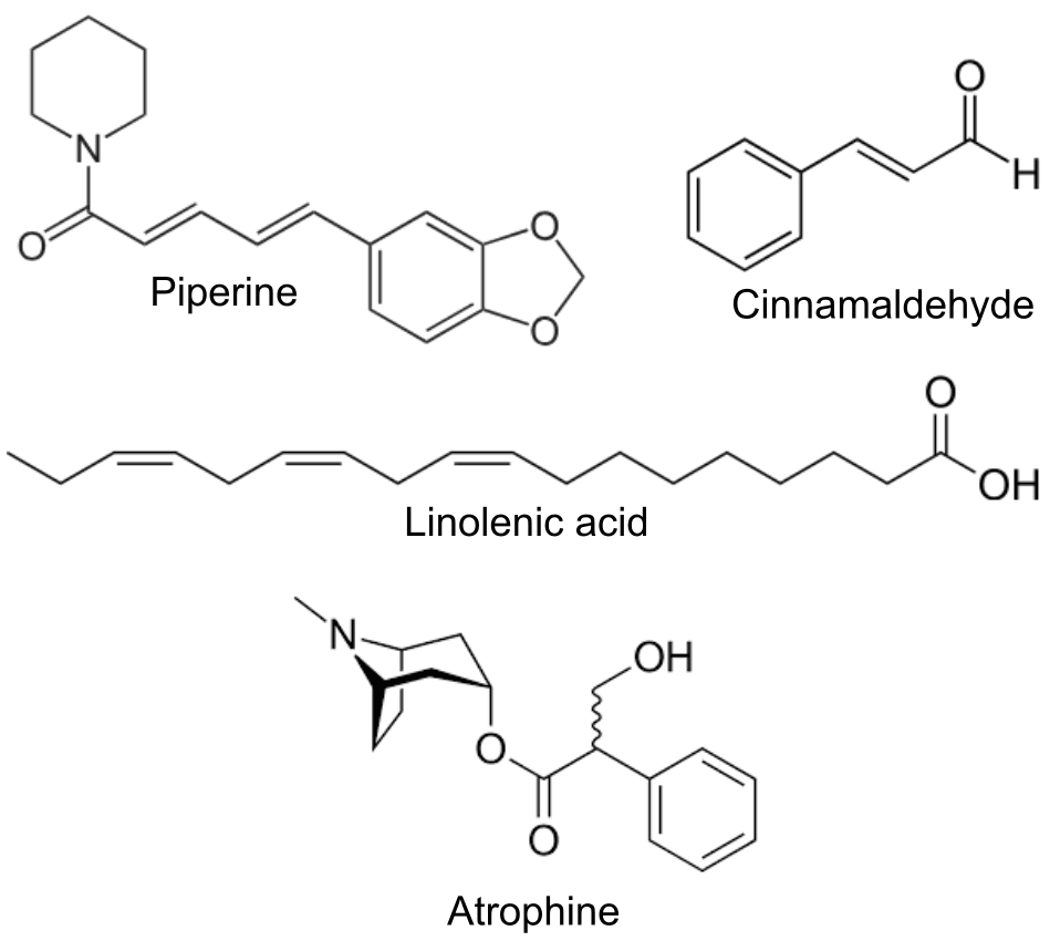 Figure 3. Structures of phytochemicals used for Molinspiration. The figure shows structures of Phytoconstituents used for this study. piperine, cinnamic aldehyde, and linoleic acid were used for forming a baseline. Phytoconstituents found in Brugmansia, atropine, and scopolamine (21).