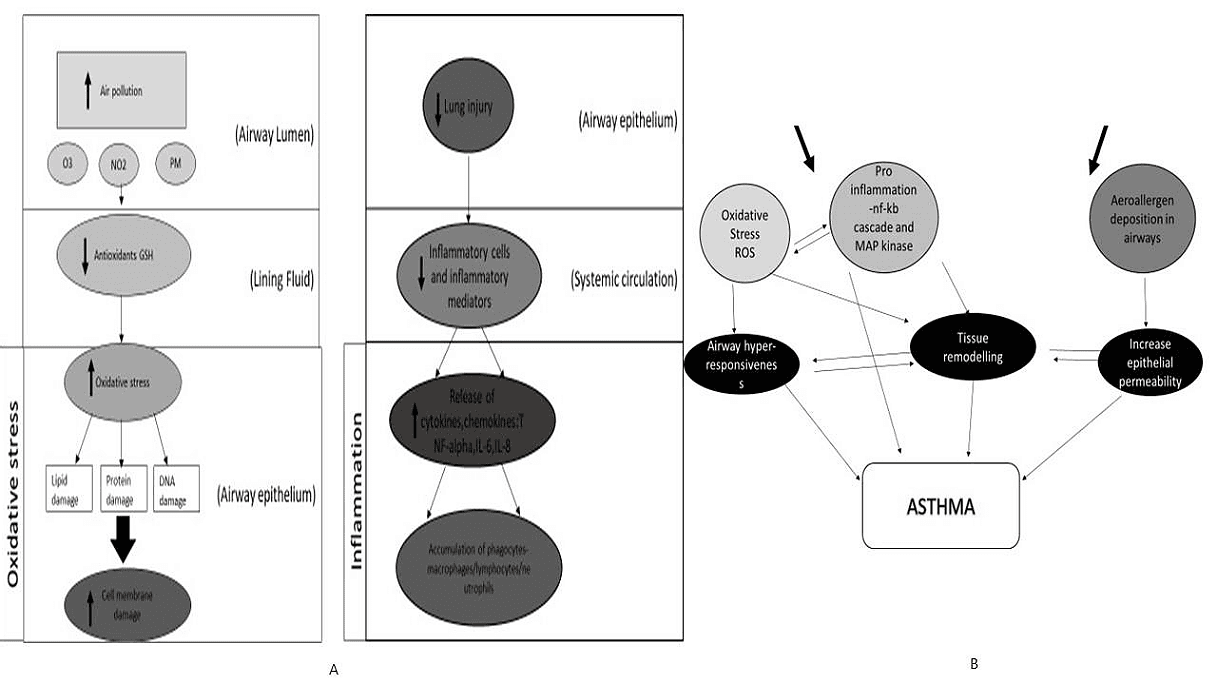 Figure 1. Cellular mechanisms underlying the inflammation and oxidative stress in asthma. (A) The effect on airways after exposure to common external agents (air pollutants) such as O3, NO2, and PM; (B) Secondary mechanisms of pro-inflammation and aeroallergen deposition airway re-modeling that are involved in asthma.