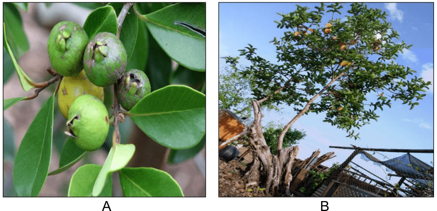 Figure 1. Images showing the P. guajava (L) where (A) Guava fruit (B) Guava tree i.e. Guava plant.