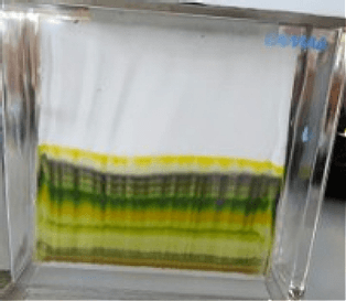 Figure 4. Purity test result of n-hexane isolates.