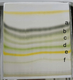 Figure 2. Isolates of n-hexane fraction on TLC-P. Note: (a) Node 1 Rf 0.80, (b) Node 2 Rf 0.77, (c) Node 3 Rf 0.72, (d) Node 4 Rf 0.61, (e) Node 5 Rf 0.50, and (f) Node 6 Rf 0.38.