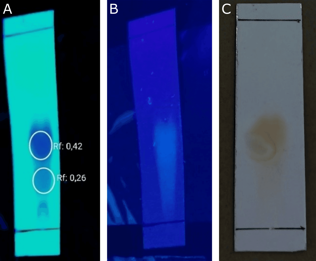 Figure 3. TLC chromatograms of the methanol extract of kecombrang stems under different detection conditions: (A) UV light at 254 nm, (B) UV light at 366 nm, and (C) exposure to ammonia vapor.