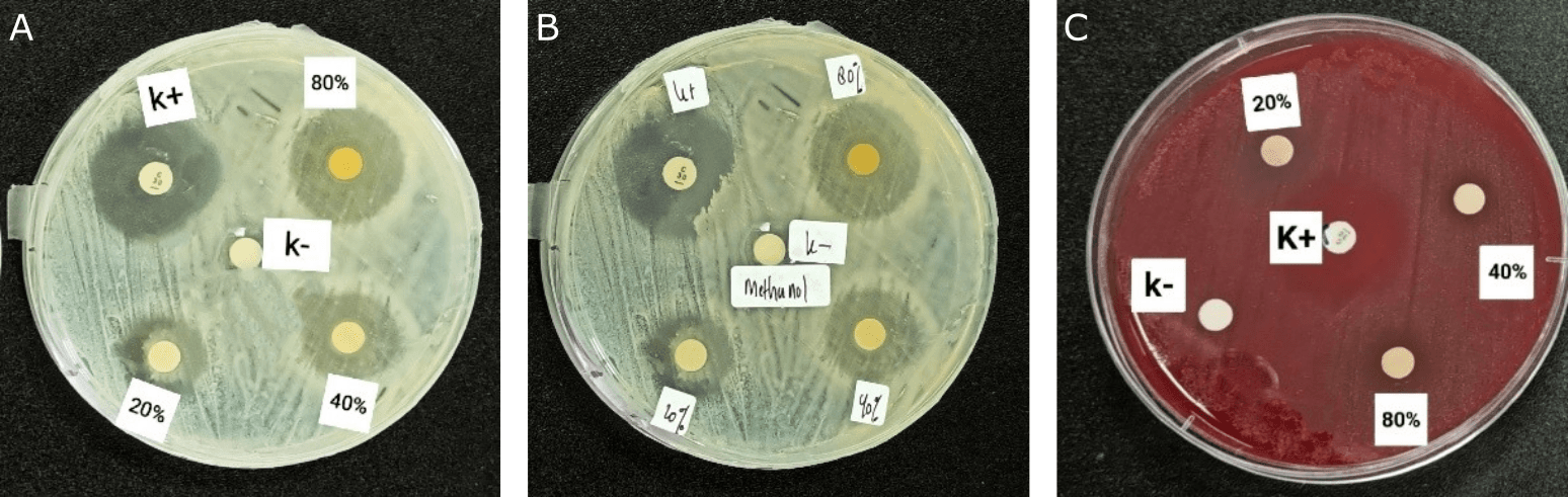 Figure 1. Antibacterial activity of the methanol extract of kecombrang stems against (A) Staphylococcus aureus, (B) Staphylococcus epidermidis, and (C) Propionibacterium acnes.