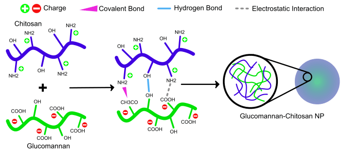 Figure 5. Schematic diagram representing two approaches for NGs formation and drug entrapment.