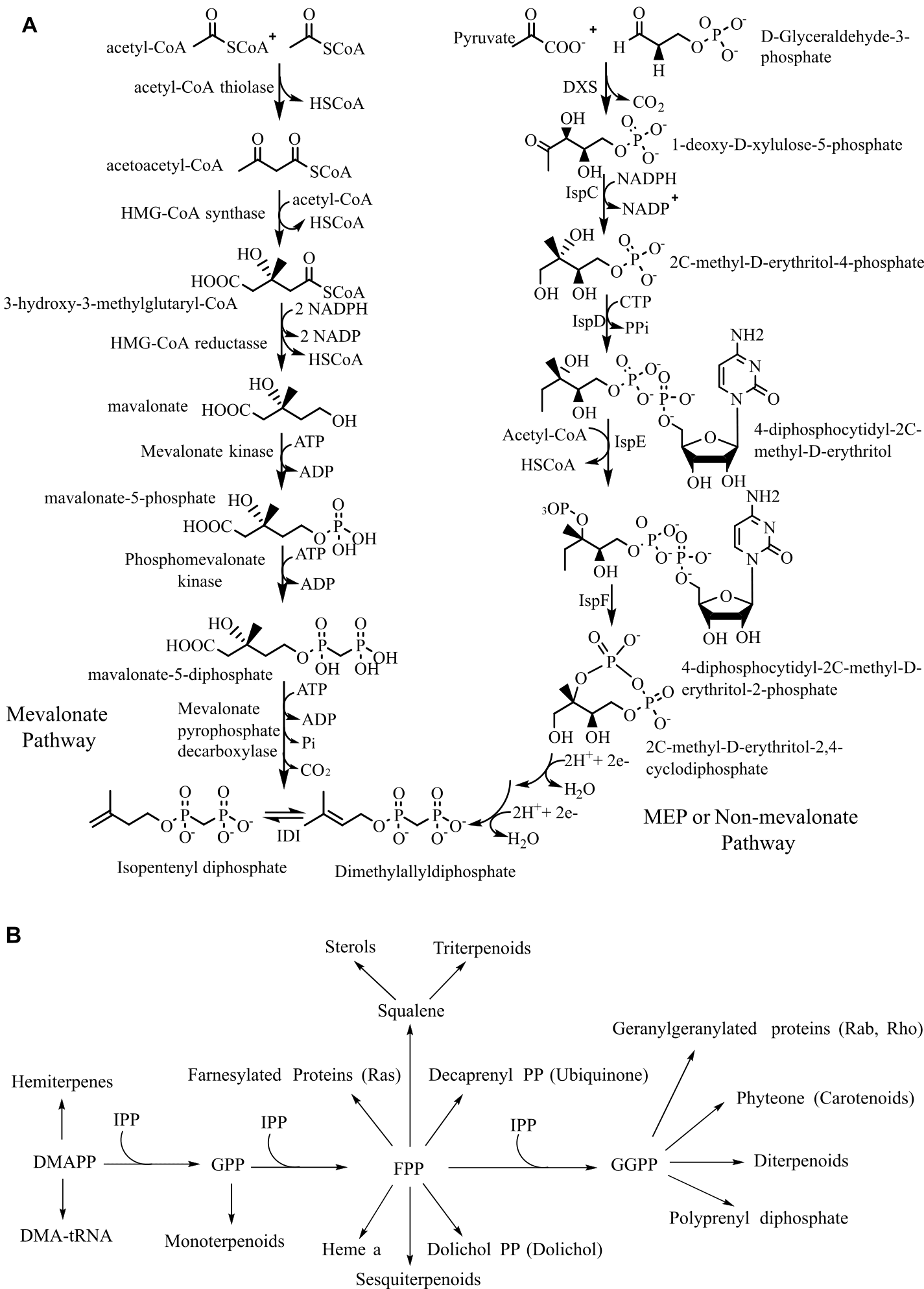 Figure 1. (A) Mevalonate and MEP or non-mevalonate biosynthetic pathway and (B) Biosynthesis of various isoprenoids (17).