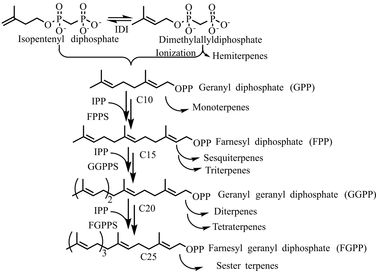 Figure 4. Biosynthesis of various terpenoids from IPP and DMAPP.