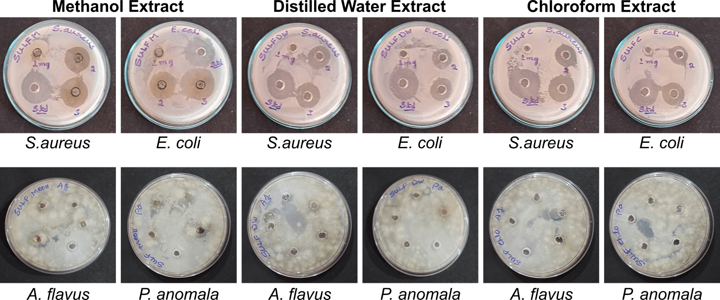Figure 5. Antimicrobial activity of methanolic, distilled water, and chloroform leaf extracts of Strobilanthes urens.