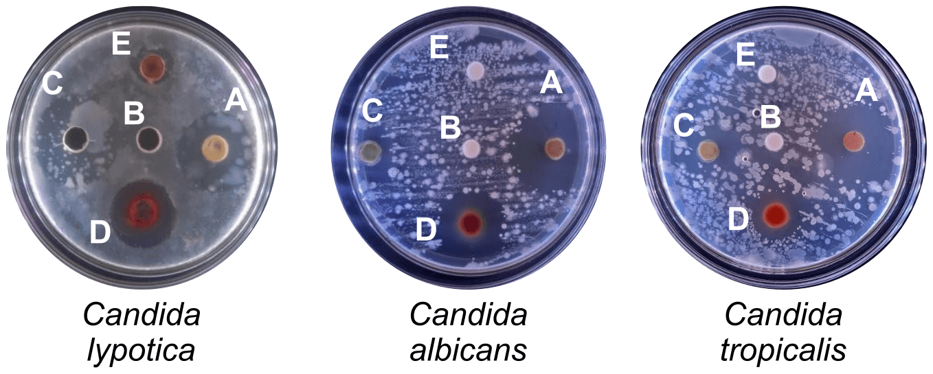 Figure 2. Antifungal activity of Passiflora foetida root extracts against test bacteria. (A) positive control (ciprofloxacin), (B) negative control (DMSO), (C) ethanol extract, (D) ethyl acetate fraction, and (E) n-hexane fraction.