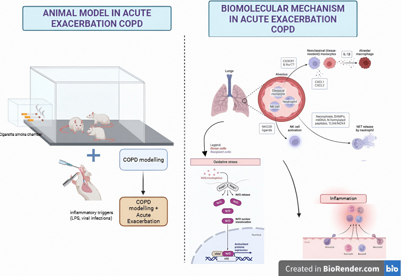 Figure 2. Animal model and biomolecular mechanism in acute exacerbation COPD created in BioRender.com