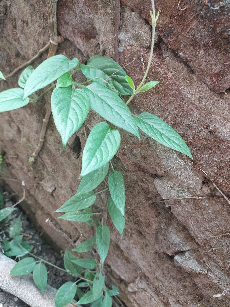 Figure 1. Photograph of the Paederia foetida plant, a member of the Rubiaceae family, commonly known as "skunk vine" or "stinkvine" due to its strong odor, which is traditionally used for medicinal purposes in many cultures.