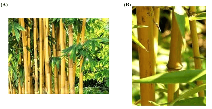 Editor's choice in Vol 1 Issue 2 of Sciences of Phytochemistry