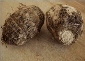 Figure 1. A picture of taro tubers (3).
