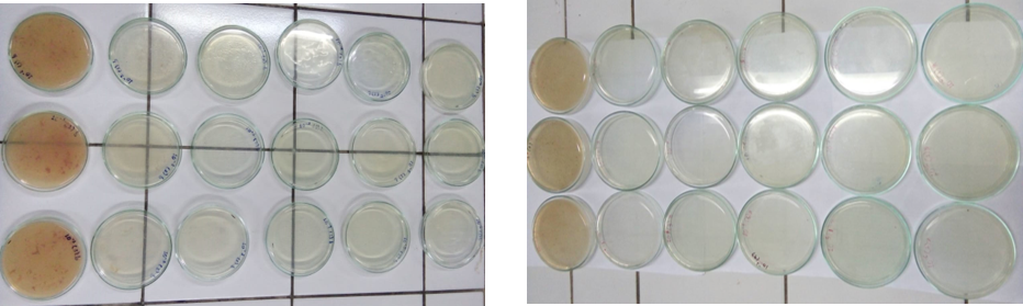 In Vitro Angiotensin-Converting Enzyme (ACE) Inhibition Test on Extract Dayak Onion Herb (Eleutherine americana (Aubl.) Merr. ex K. Heyne) Figures
