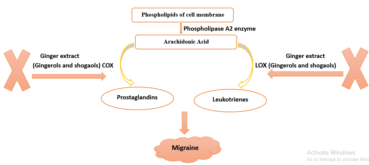 Figure 3. Ginger extract role in the treatment of migraine episodes.
