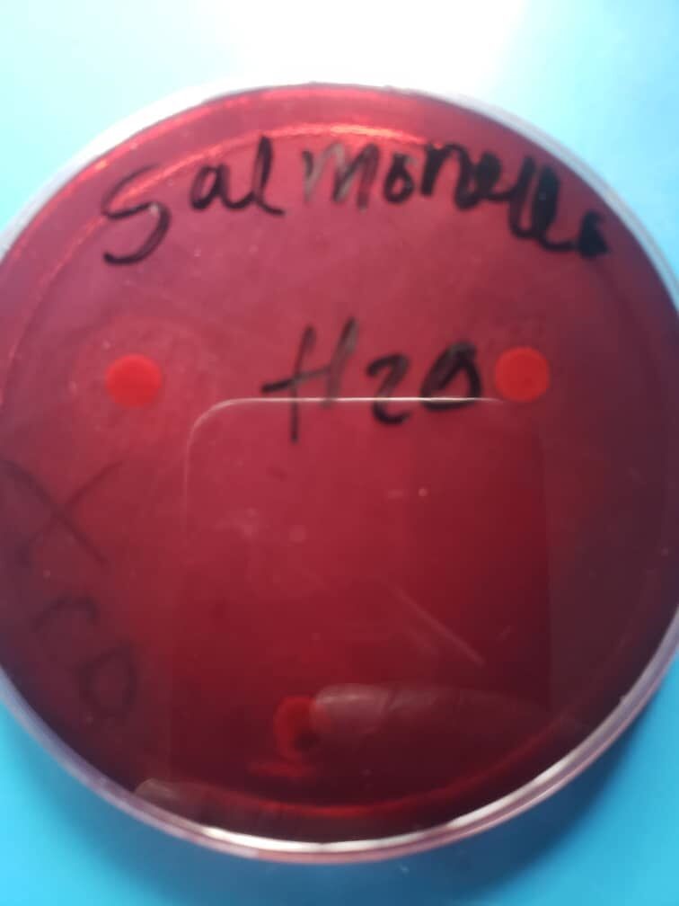 In-vitro antimicrobial activity of lemon bark extract against Salmonella shigella and Escherichia coli Figures