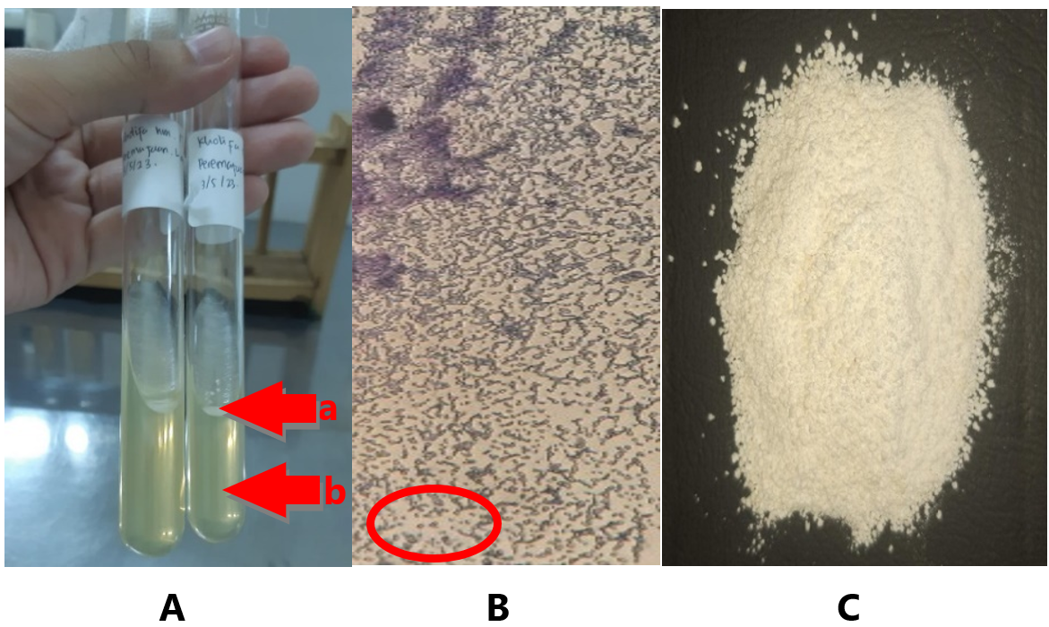 Figure 1. Morphological identification of L. acidophilus isolate. (A) L. acidophilus bacteria (a) and MRSA media (b), (B) Gram staining in 100x magnification, and (C) Effervescent granules of L. acidophilus.