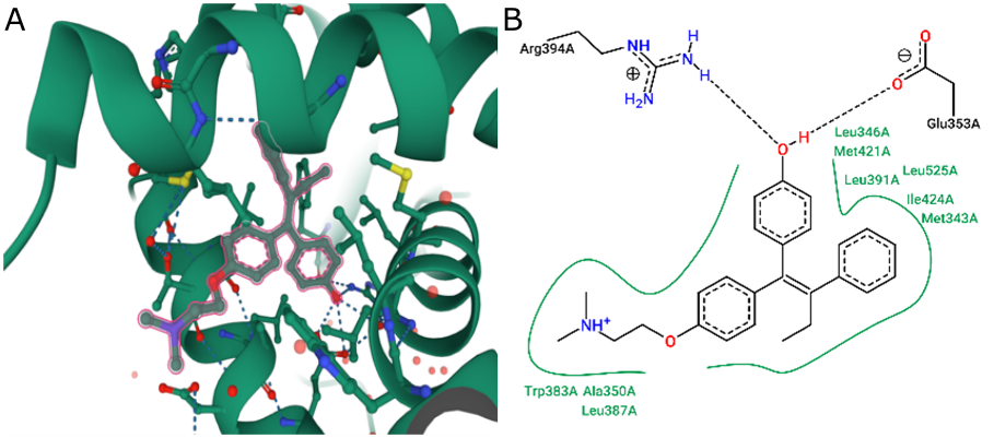 Figure 1. Interaction of hydrogen bonds between 3D (A) and 2D (B) structure 4-OHT with Arg394 and Glu353 in human ERα (Black dotted lines indicate hydrogen bonds, salt bridges, and metal interactions. Solid green lines indicate hydrophobic interactions).
