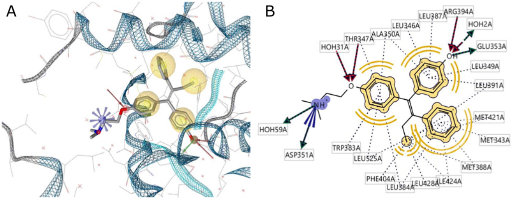 Figure 2. (A) 3D structure-based pharmacophore modeling of 4-OHT with ERα (PDB ID: 3ERT) (The interactions of positively ionizable hydrophobic hydrogen bond donors and acceptors are represented as blue stars, yellow balls, green and red arrows). (B) 2D structure-based 3ERT shows the hydrophobic interactions with the binding pocket residues.