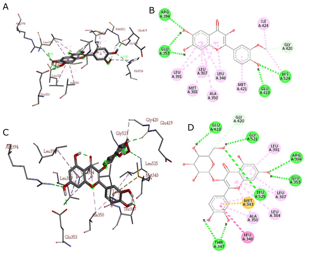 Figure 4. The best 3D docking pose of isorhamnetin (A) and isoquecitrin (C) with 2D interaction of isorhamnetin (B) and isoquecitrin (D) on the ERα binding pocket (Van der Waals interactions, hydrogen bonds, and pi-alkyl interactions are depicted as green, blue, and pink colored lines, respectively).