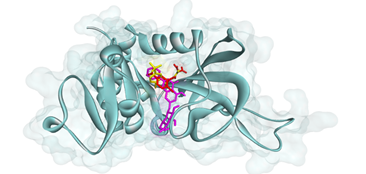 Figure 4. Binding pose of pinocembrin-7-O-β-D-glucopyranoside at the active binding site of PfDHFR-TS. RJ1 (yellow color) of the original co-crystallized complex, RJ1 (red color) re-docked with PyRx 0.8 tool, and C27 (purple color) docked with PyRx0.8 tool (reproduced with permission from Zothantluanga et al. 2022, http://dx.doi.org/10.33263/BRIAC124.48714887)