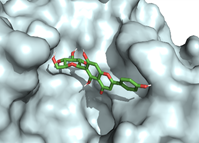 Figure 3. Binding pose of isovitexin at the active binding site of SARS-CoV-2 Mpro (reproduced with permission from Zothantluanga et al. 2021, http://dx.doi.org/10.1186/s43094-021-00348-7)