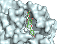 Figure 2. Binding pose of isovitexin at the active binding site of SARS-CoV-2 Mpro (reproduced with permission from Zothantluanga et al. 2022, http://dx.doi.org/10.1186/s43094-021-00348-7)
