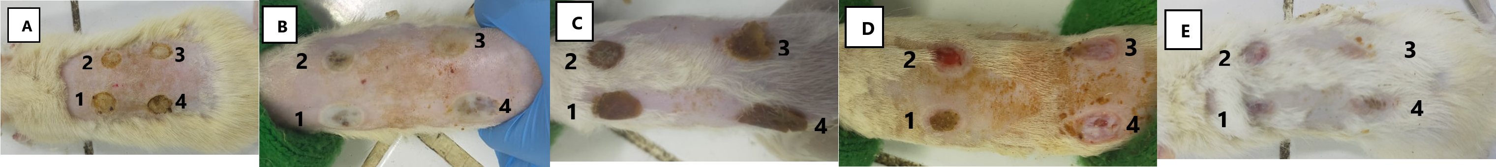 Figure 3. Scab formation in IIA-degree burns on rats in 14 days. Scab formation in the positive treatment group occurred on day 3, in the ALO-20 on days 4, ALO-30 in days 5, and in the negative control group, new scabs formed on day 6. (A) day 0, (B) day 1, (C) day 3, (D) day 7, (E) and day 14. (1) negative control (ointment base), (2) positive control (Betadine®), (3) ALO-20, (4) ALO-30.