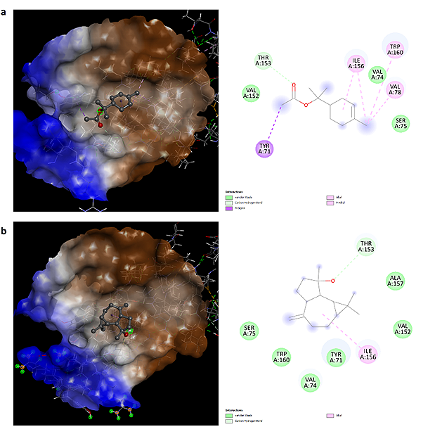 Figure 3. Dopamine receptor interactions (a) alpha-terpinyl acetate and (b) spathulenol.