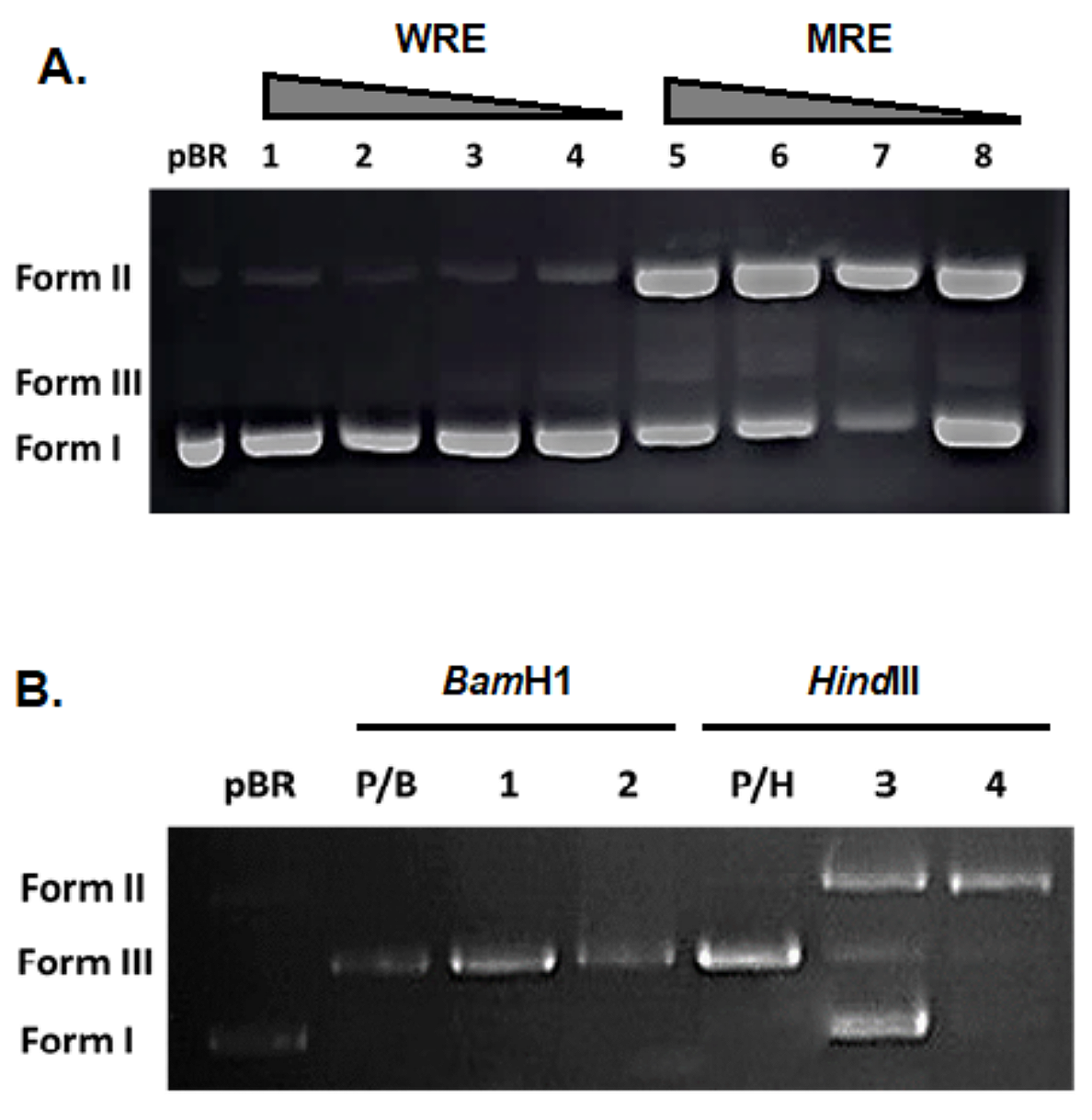 Figure 3. Electrophoretograms showing the effects of R. canina root extracts on DNA interaction and restriction digestion.