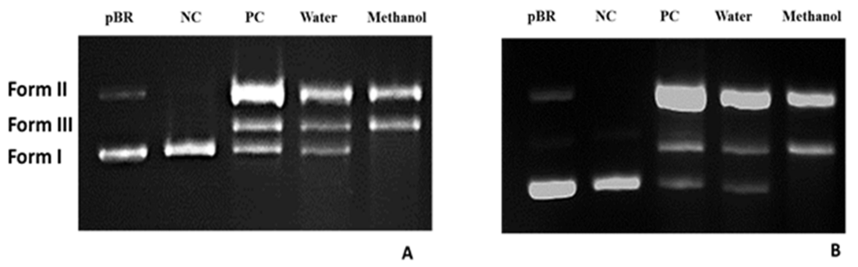Figure 4. Electrophoretogram of plasmid DNA after ultraviolet photolysis of H2O2 in the presence and absence of the plant WRE and MRE.