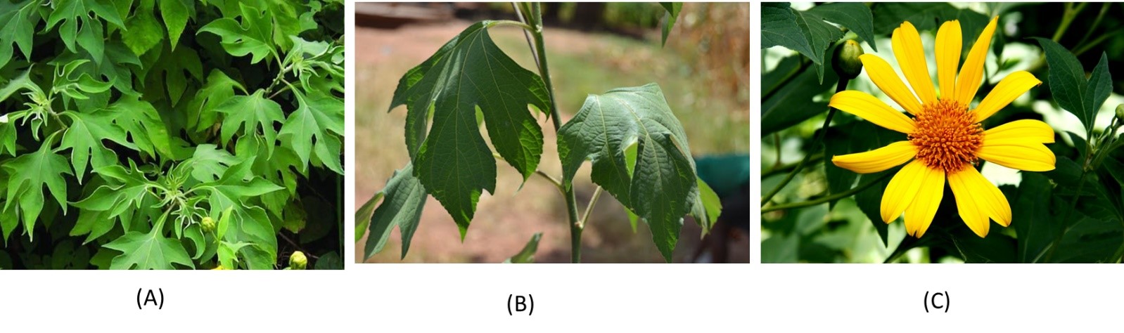 Figure 1. Tithonia diversifolia plant