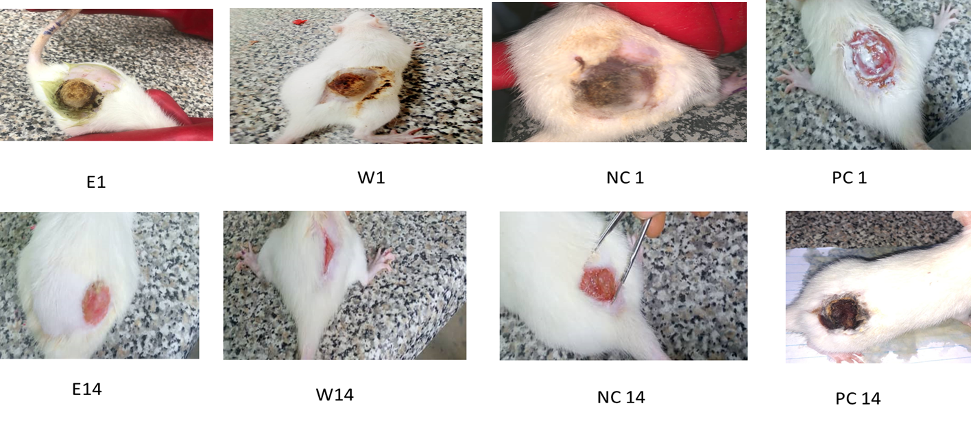 Figure 5. Wound healing properties and stages of each treatment.