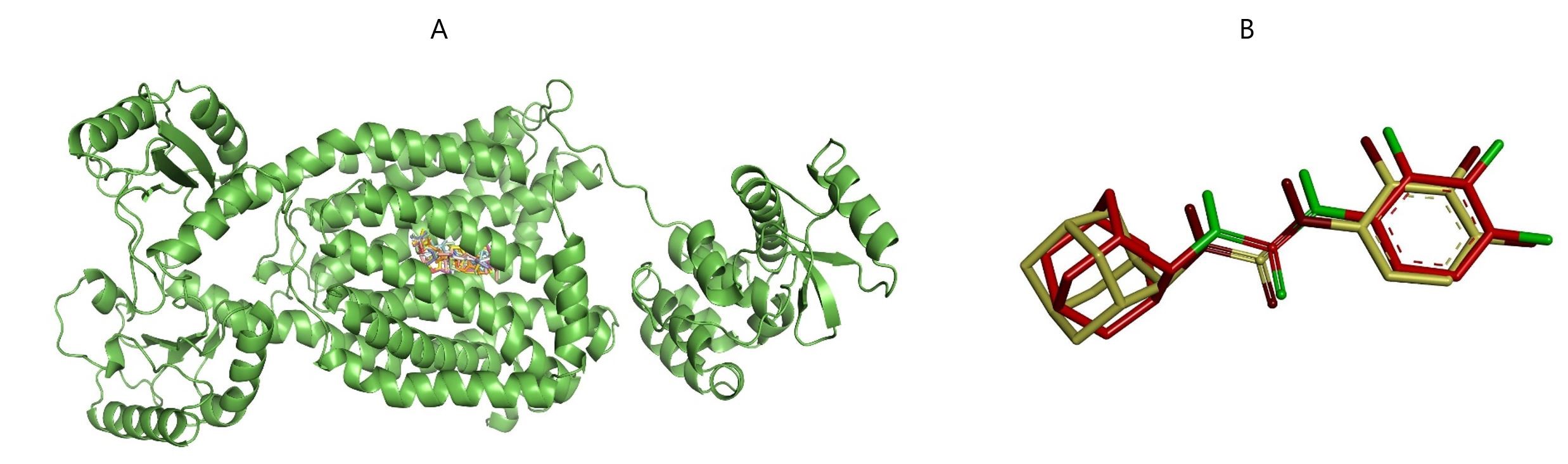 Figure 2. The MmpL3 receptor protein bound to compounds 1-7 at the binding pocket of the native ligand AU1235 depicted in A and the superimposed co-crystal and post-docking pose of the native ligand AU1235 depicted in B.