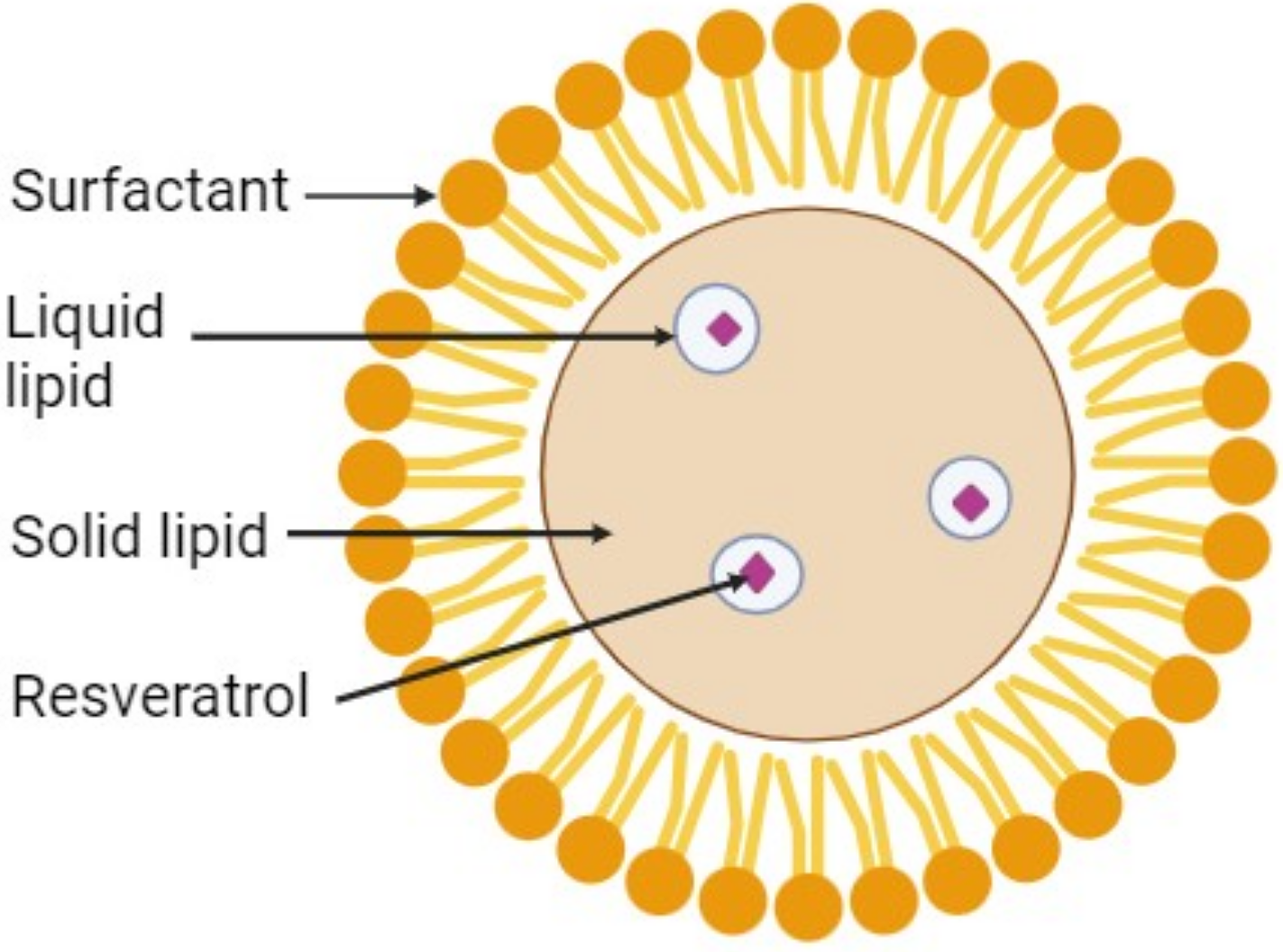 Figure 1. Illustration of resveratrol encapsulation in the oil core of NLC.