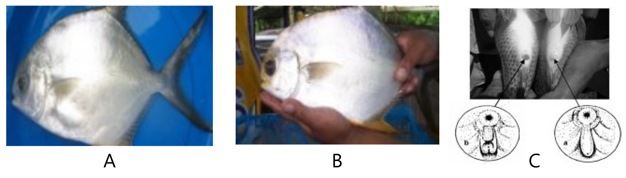 Figure 2. Image of (A) male silver pomfret, (B) female silver pomfret, and (C) their primary sexual characteristics.